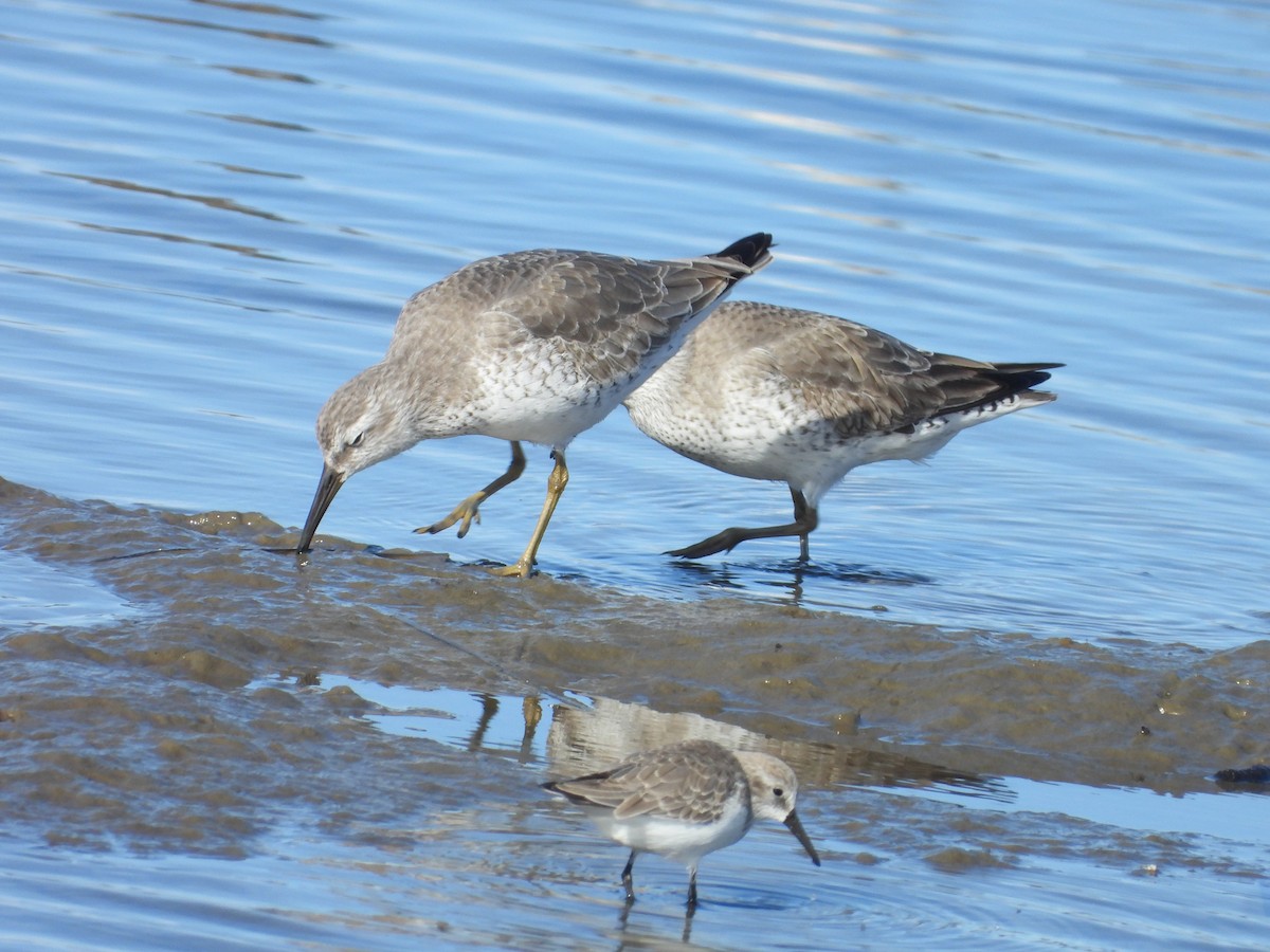 Red Knot - ML626705340