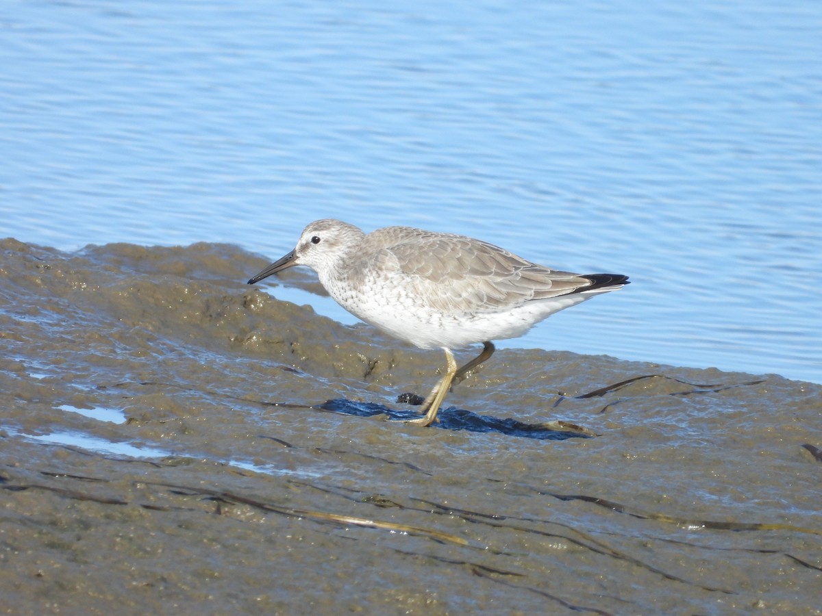 Red Knot - ML626705341