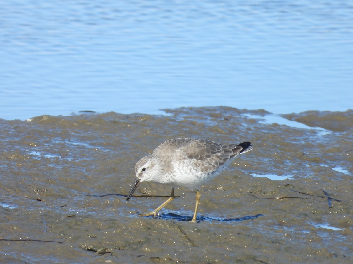 Red Knot - ML626705342