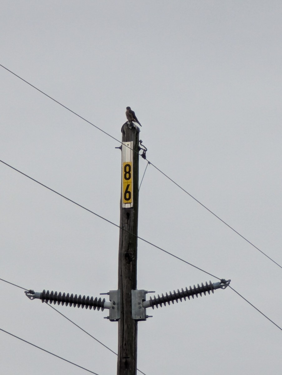 Boz Doğan - ML626705622