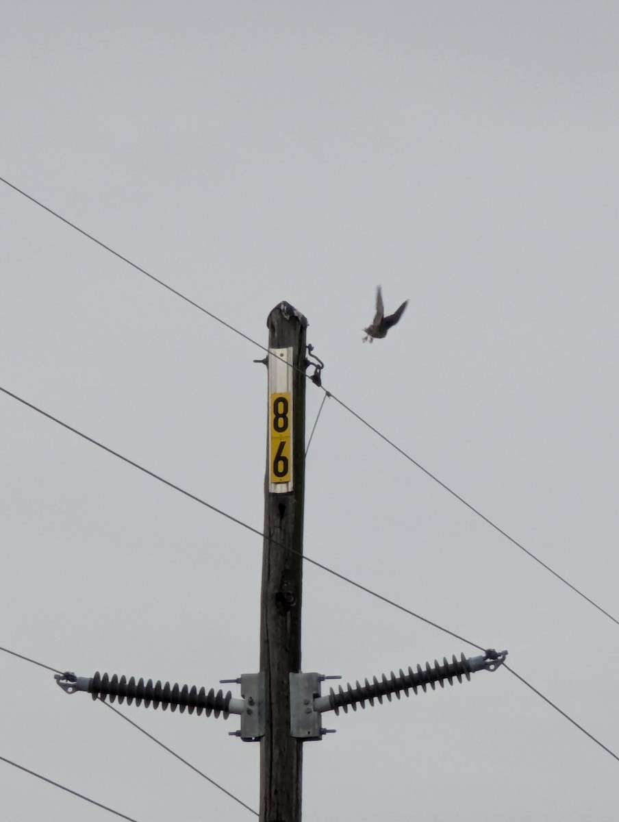 Boz Doğan - ML626705623