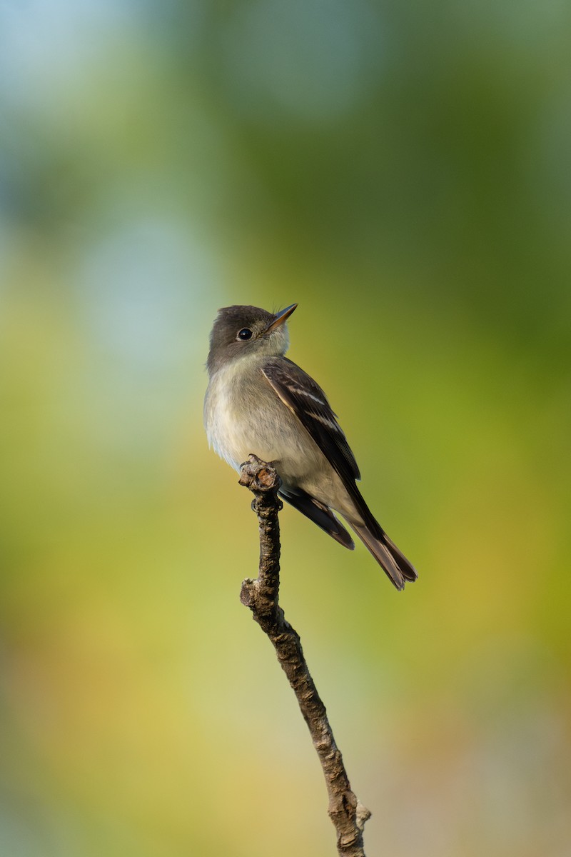 Least Flycatcher - ML626705646