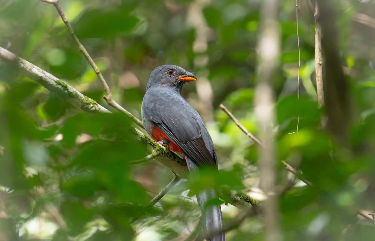 Slaty-tailed Trogon - ML626705714