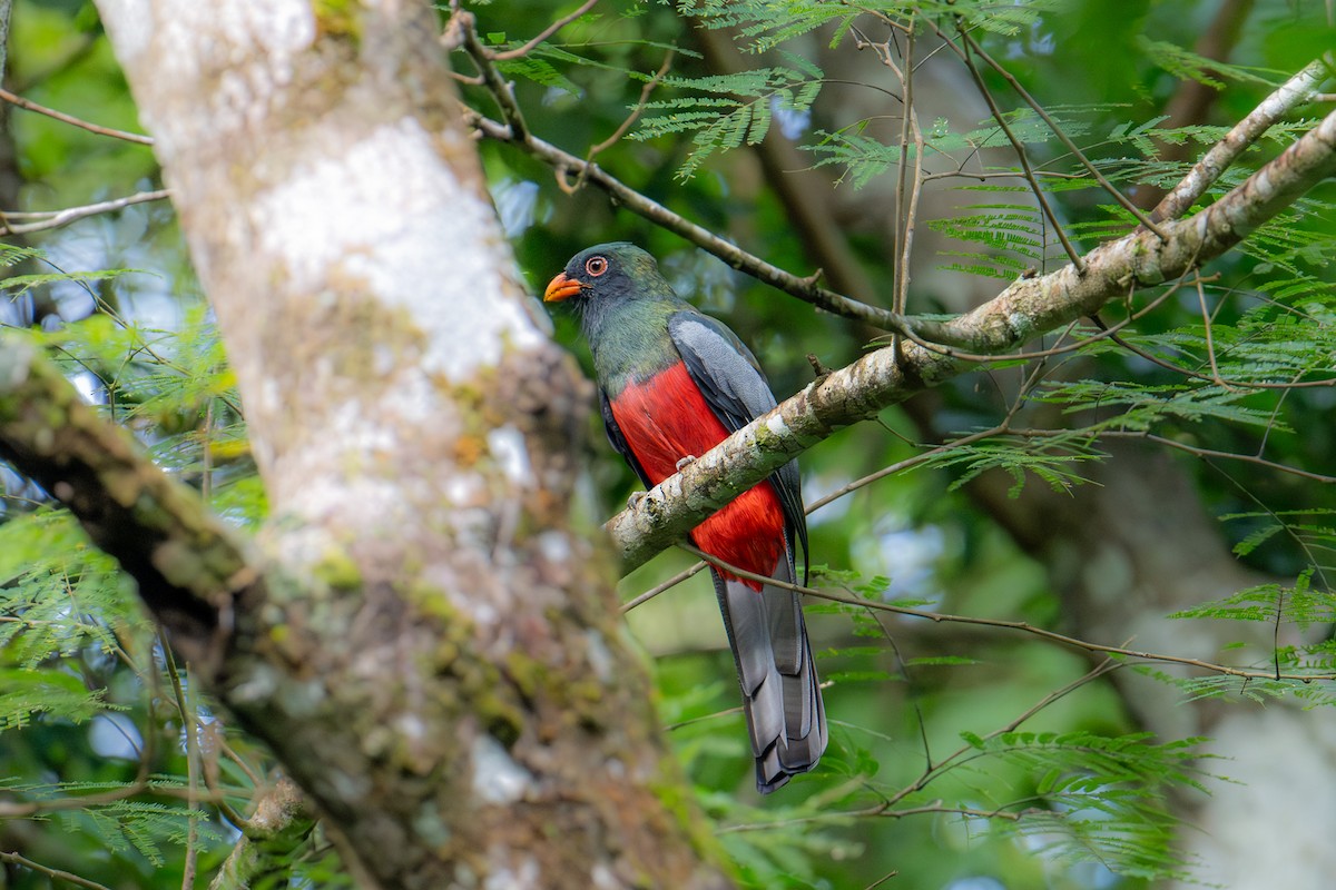 Slaty-tailed Trogon - ML626705715