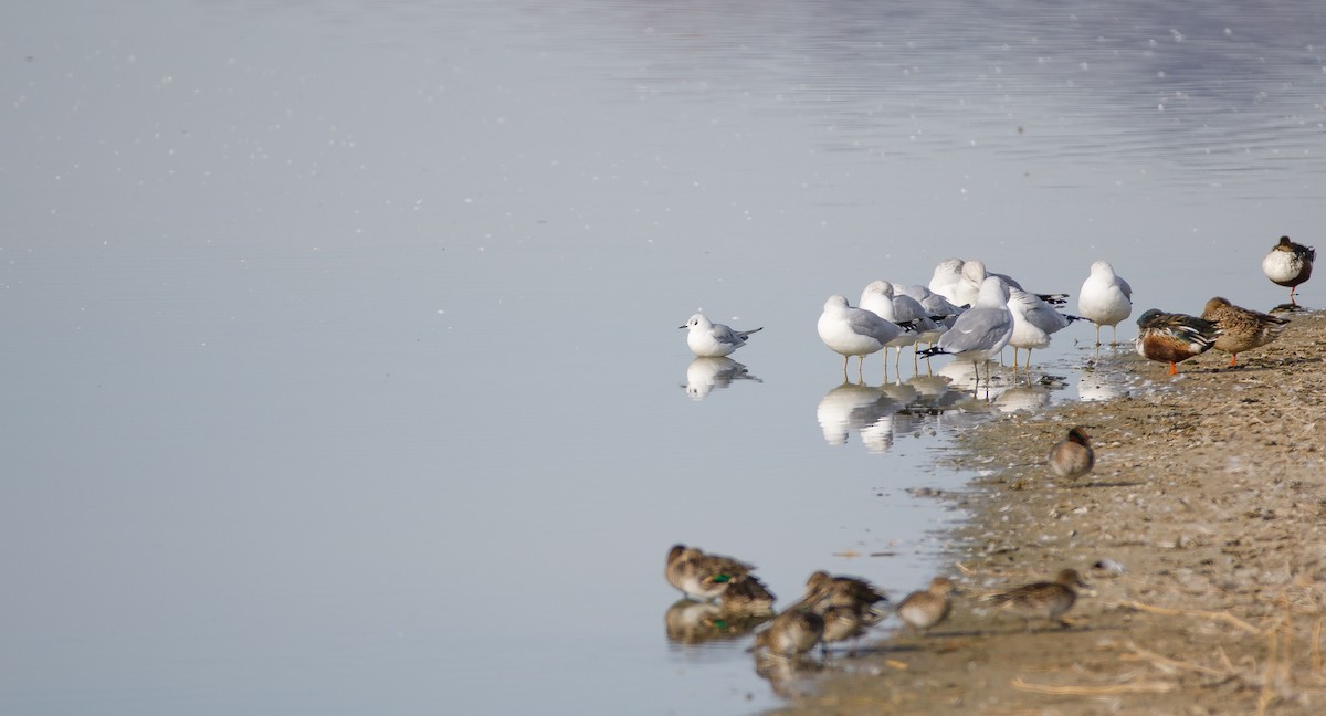 Bonaparte's Gull - ML626705723