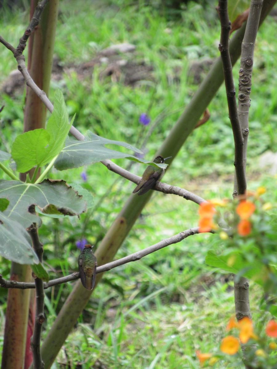 Tolima Blossomcrown - ML626705759