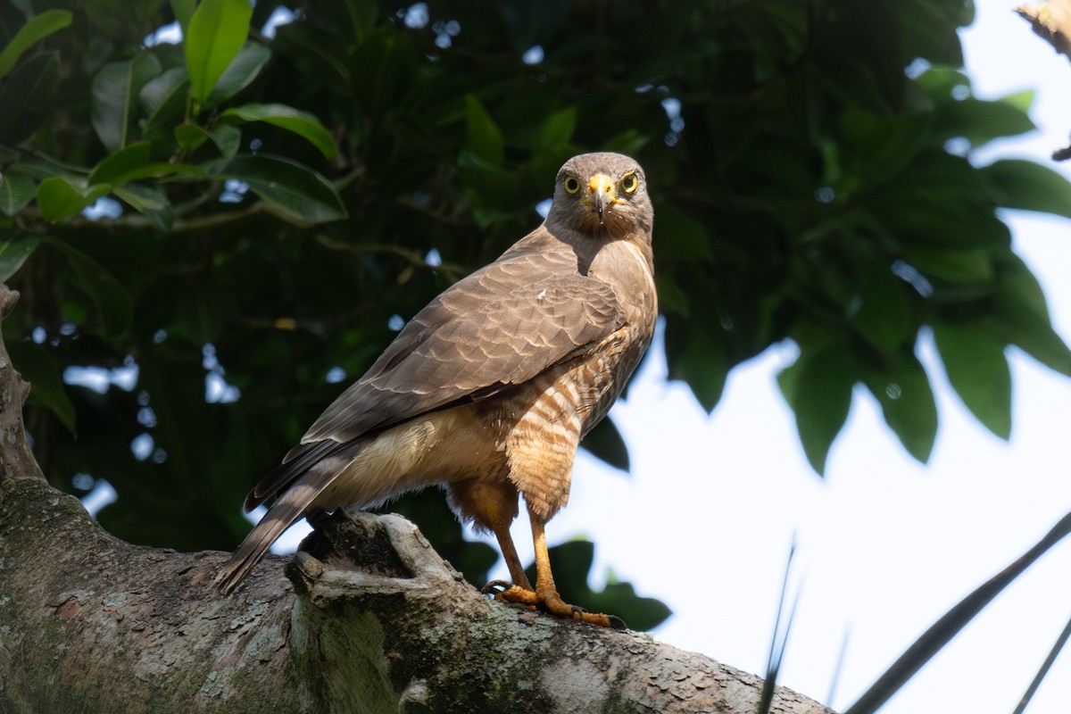 Roadside Hawk - ML626705784