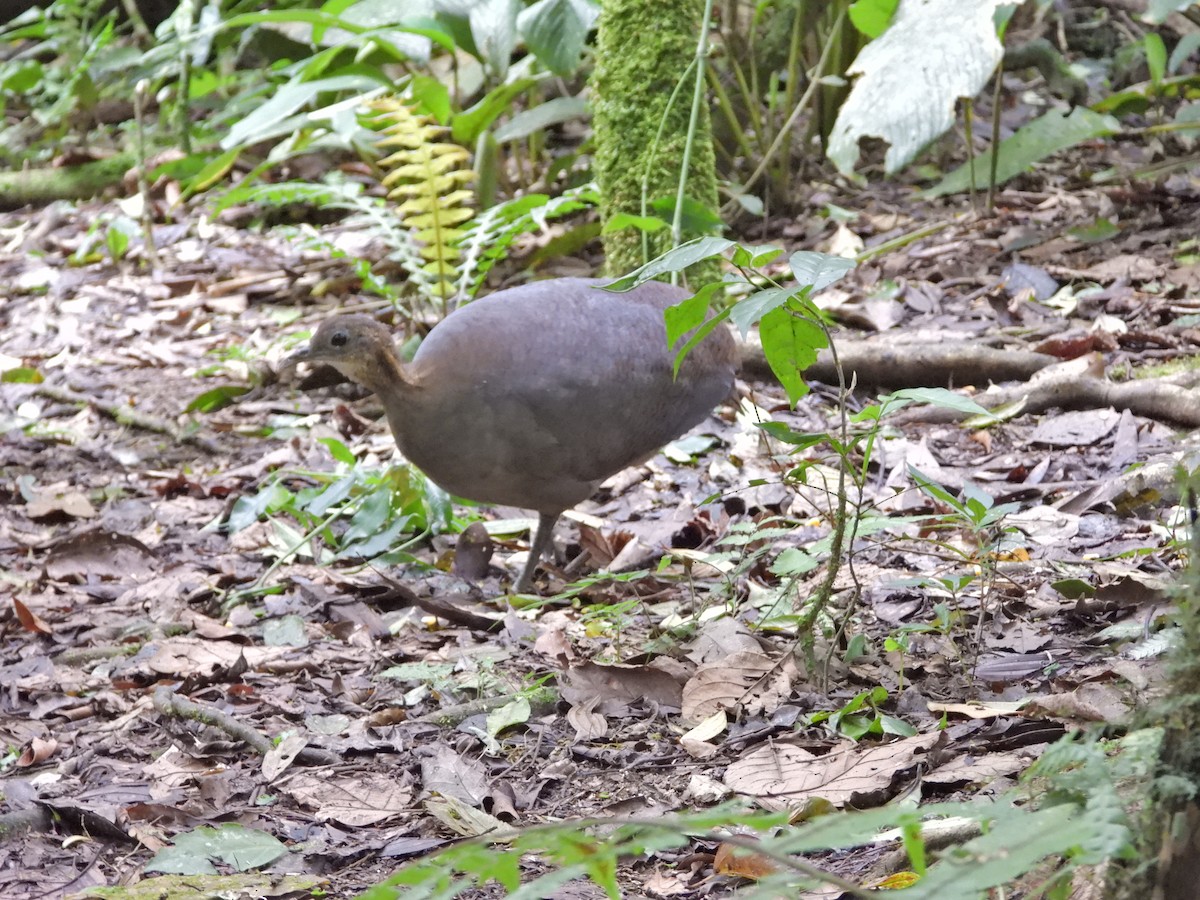 Solitary Tinamou - ML626705808