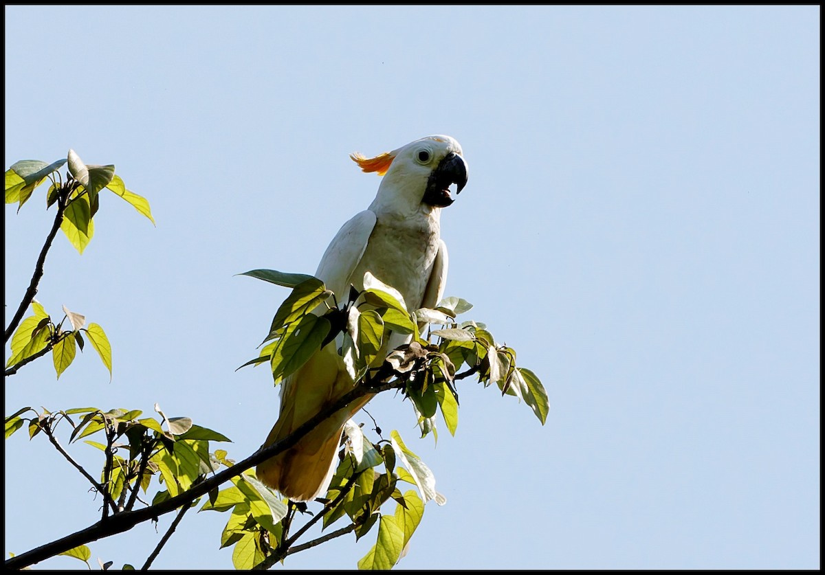 Cacatúa de Sumba - ML626705868