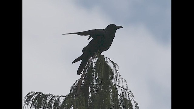 Large-billed Crow - ML626705900