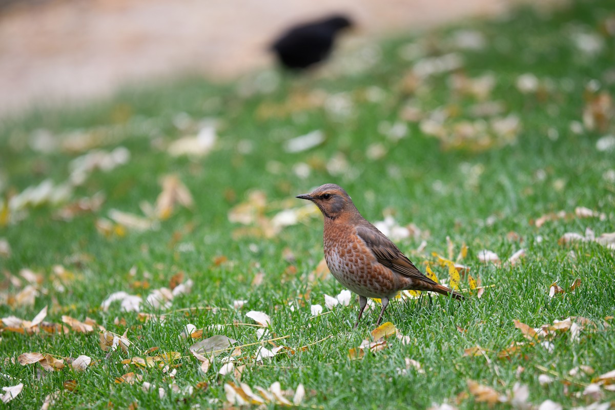 Naumann's Thrush - ML626705910