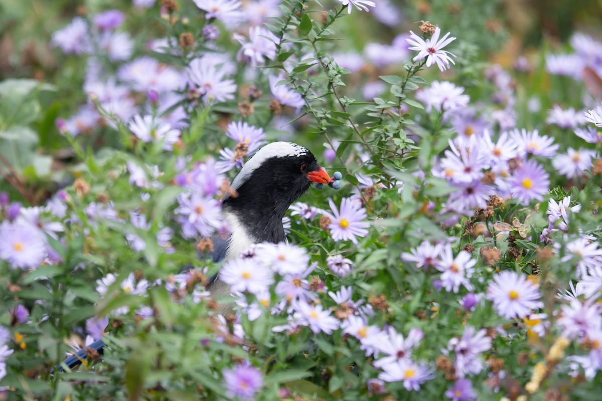 Red-billed Blue-Magpie - ML626705912