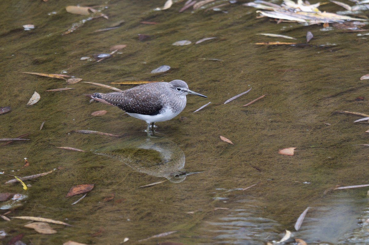 Green Sandpiper - ML626705918