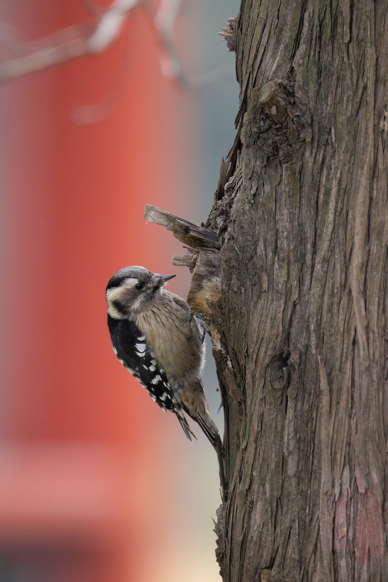 Gray-capped Pygmy Woodpecker - ML626705925