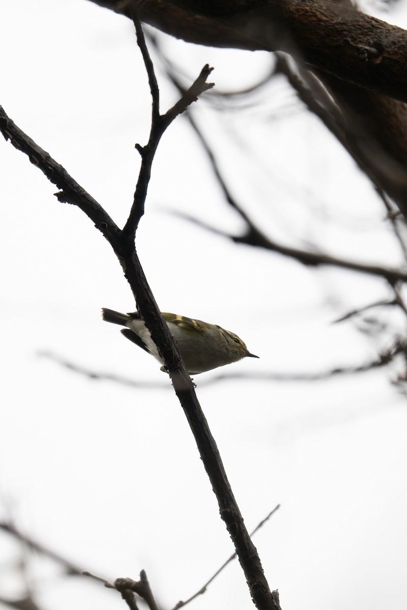 Pallas's Leaf Warbler - ML626705931