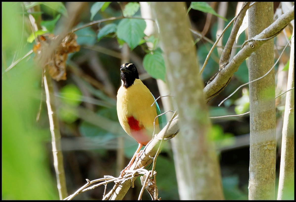 Elegant Pitta - ML626706053