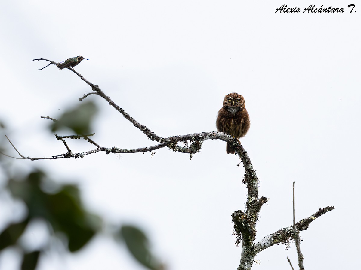 Yungas Pygmy-Owl - ML626706057
