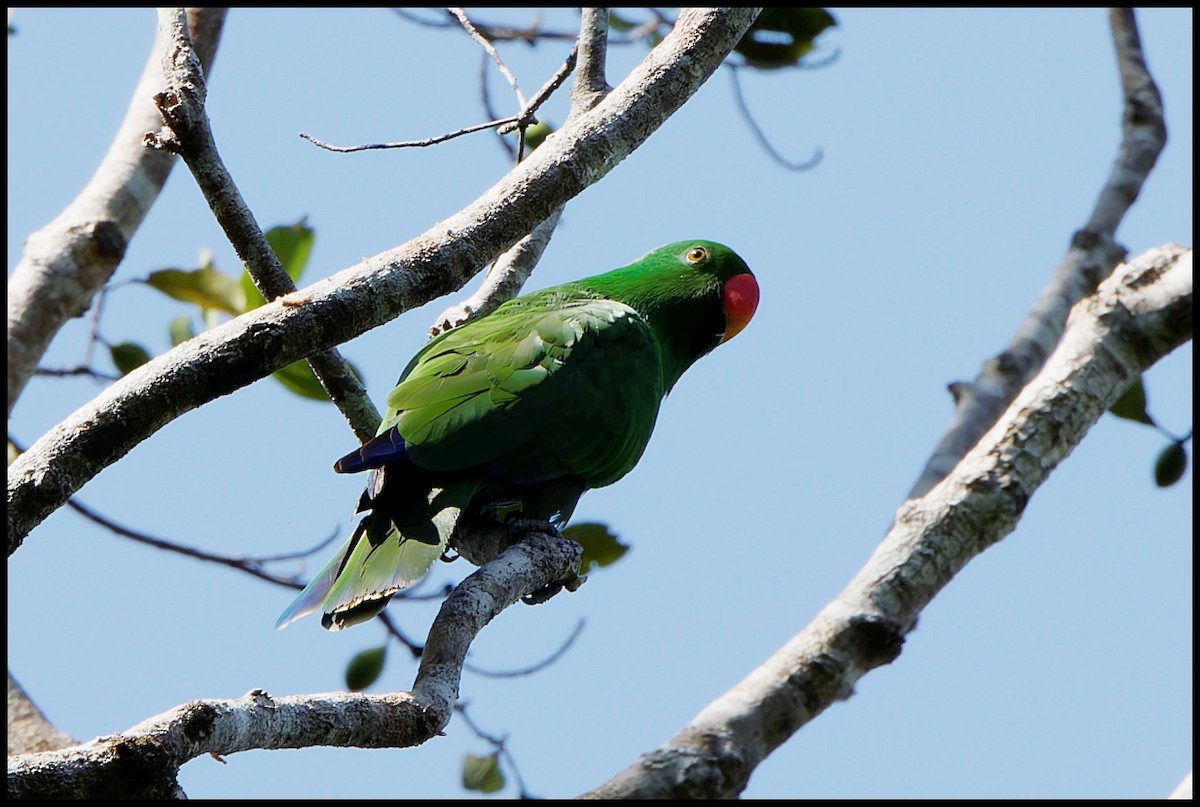Great-billed Parrot - ML626706061