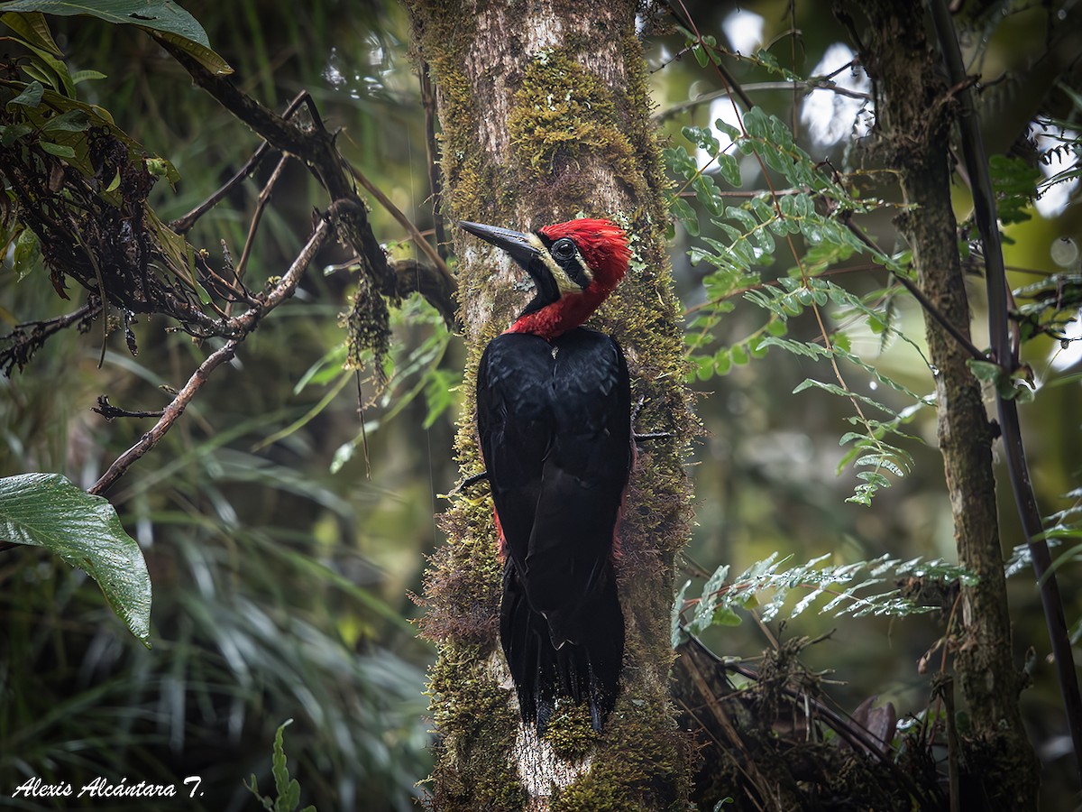 Crimson-bellied Woodpecker - ML626706065