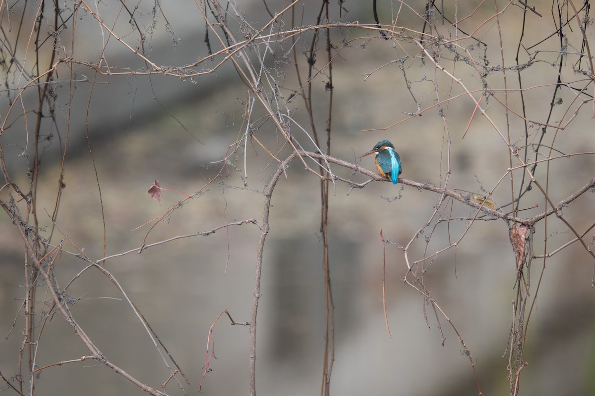 Common Kingfisher - ML626706066