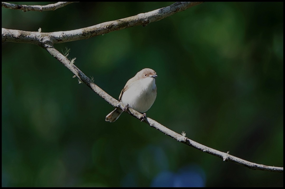 Plain Gerygone - ML626706129
