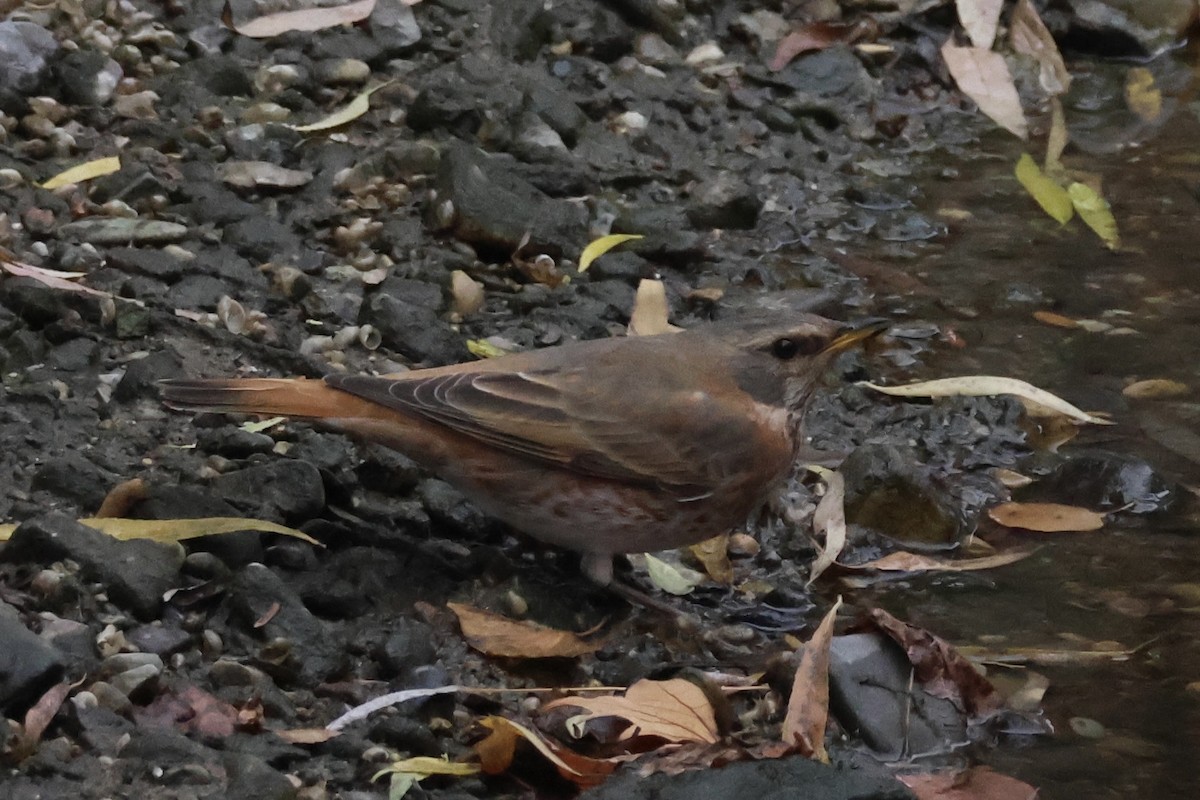 Naumann's Thrush - ML626706146