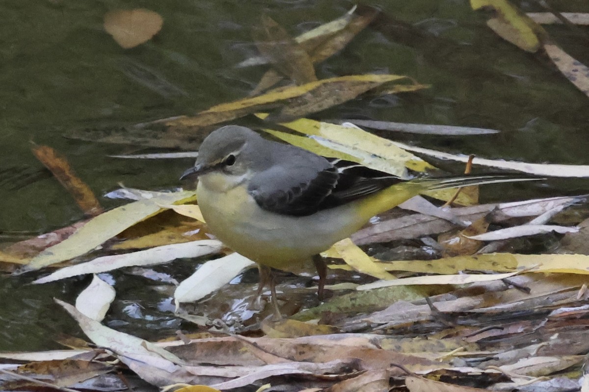 Gray Wagtail - ML626706154