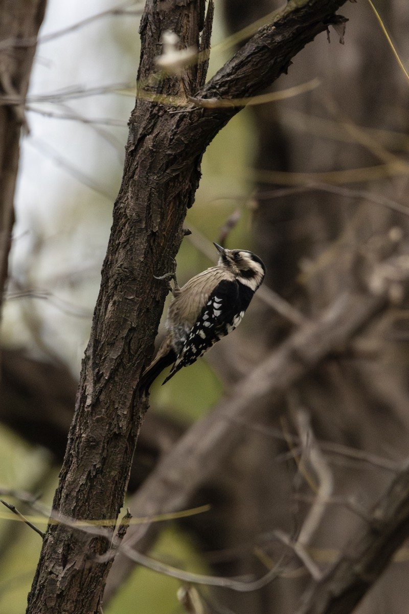 Gray-capped Pygmy Woodpecker - ML626706161