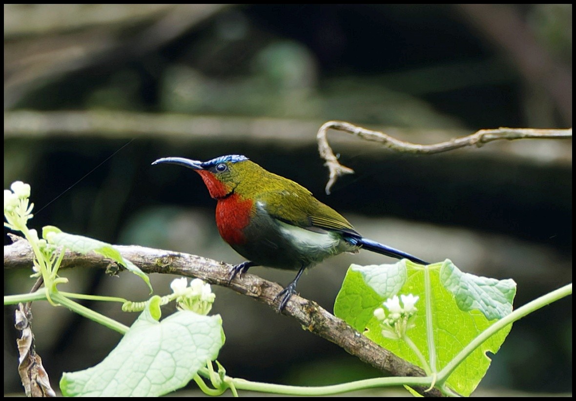 White-flanked Sunbird - ML626706300