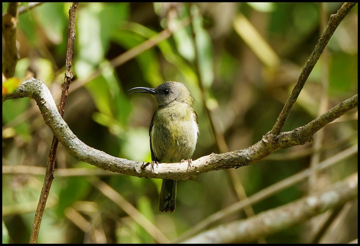 White-flanked Sunbird - ML626706303