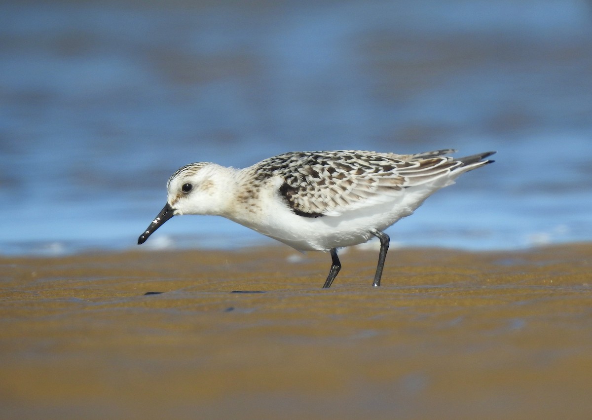 Bécasseau sanderling - ML626706406