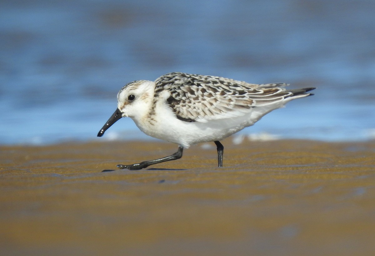 Bécasseau sanderling - ML626706407