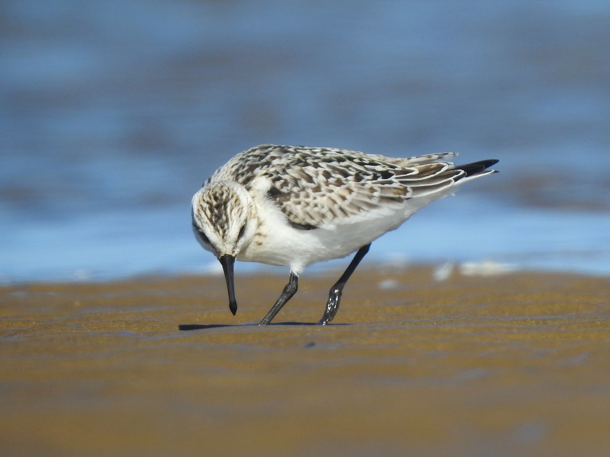 Bécasseau sanderling - ML626706408