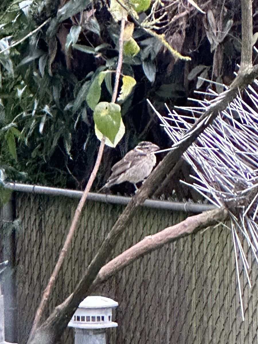 Rose-breasted Grosbeak - ML626706428