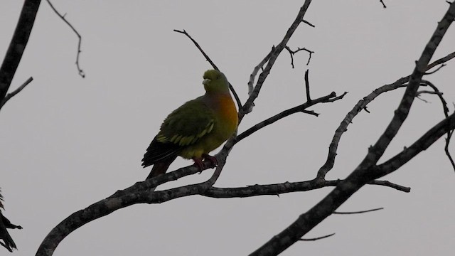Orange-breasted Green-Pigeon - ML626706517