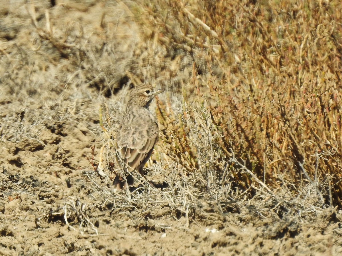 Mediterranean Short-toed Lark - ML626706597