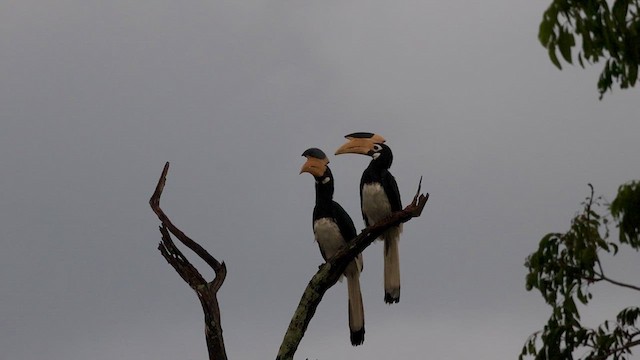 Malabar Pied-Hornbill - ML626706718