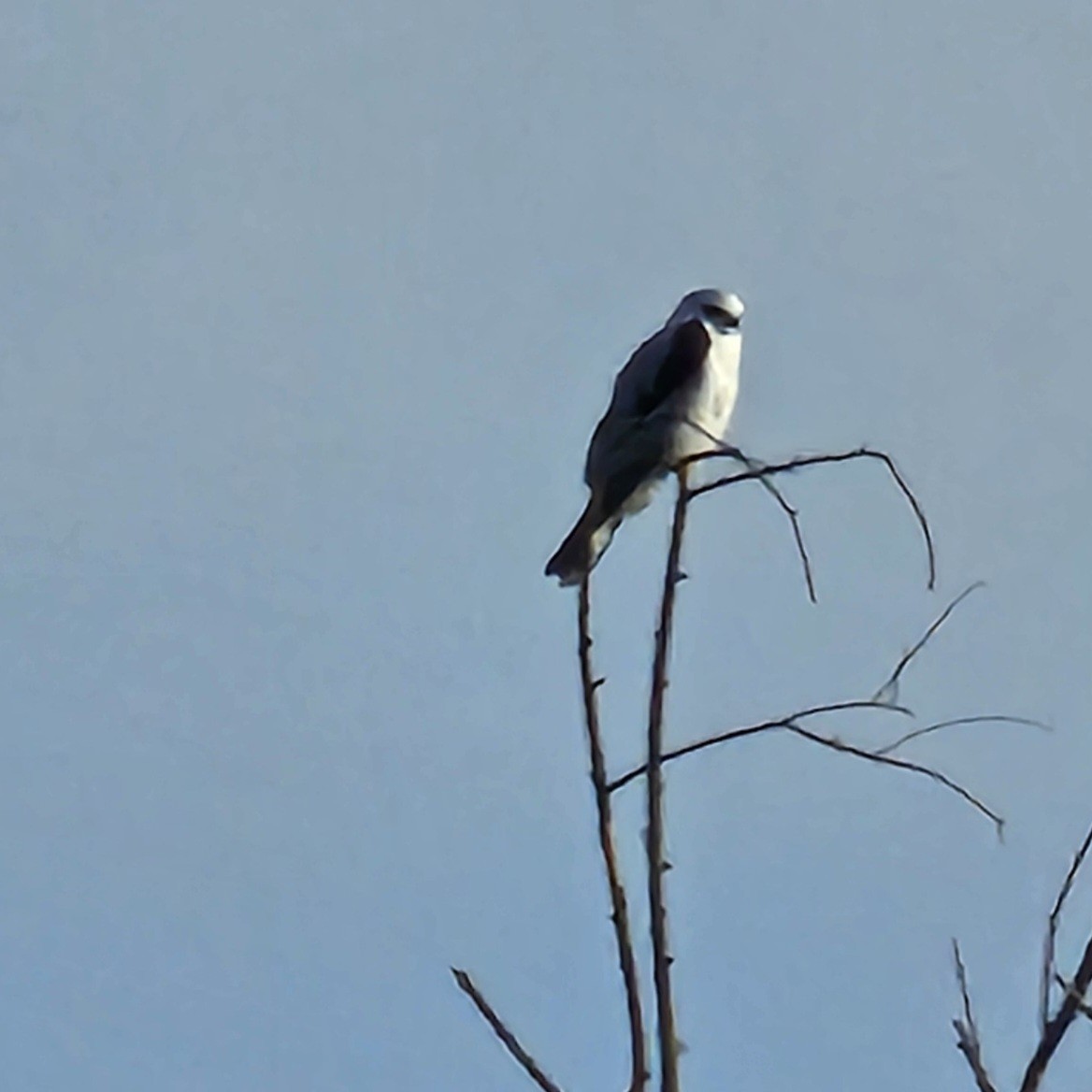 White-tailed Kite - ML626706856