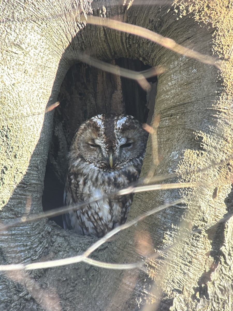 Tawny Owl - ML626706906