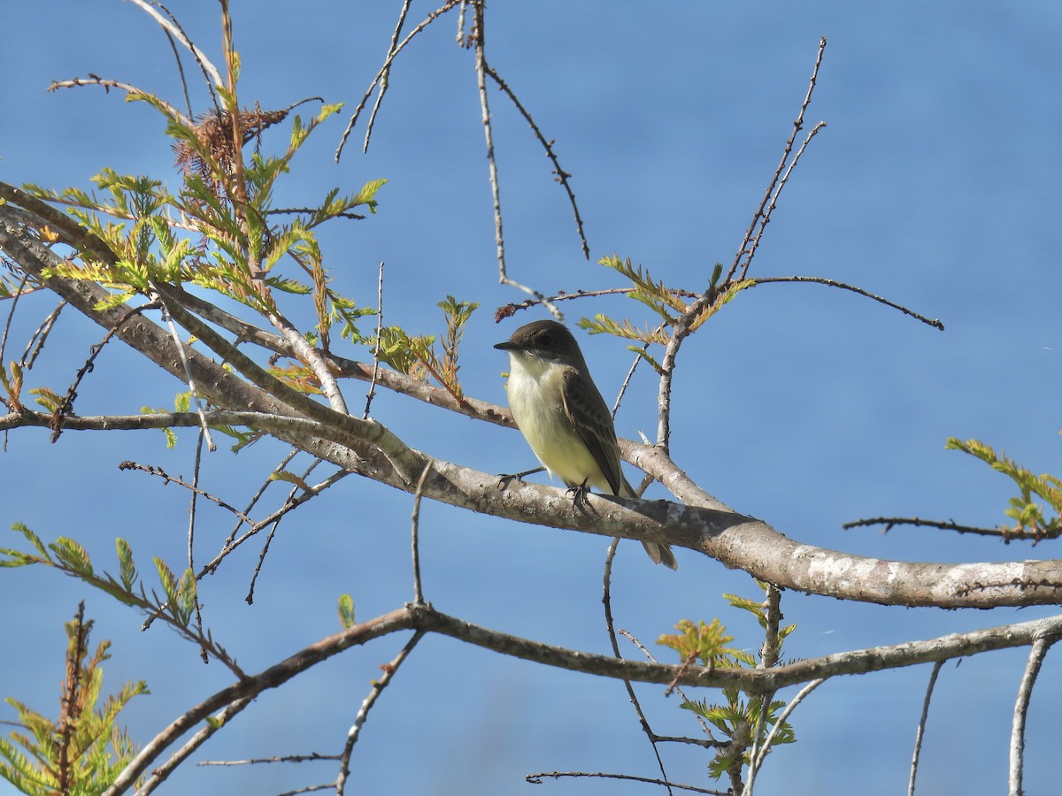 Eastern Phoebe - ML626706925