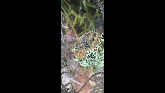 Volcano Hummingbird - ML626706952