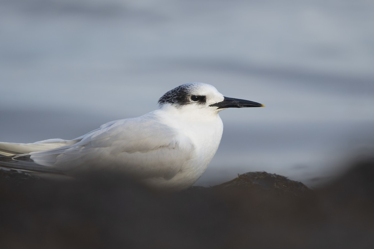 Sandwich Tern - ML626707076