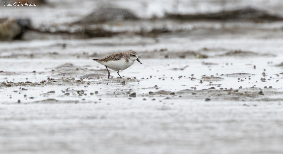 Spoon-billed Sandpiper - ML626707127