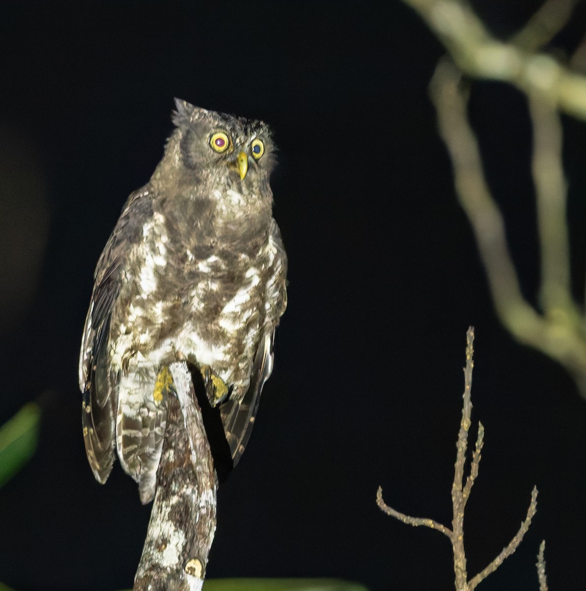 Akun Eagle-Owl - ML626707140