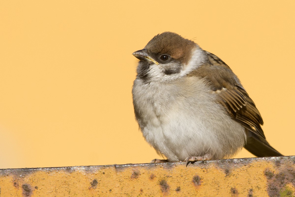Moineau friquet - ML626707185