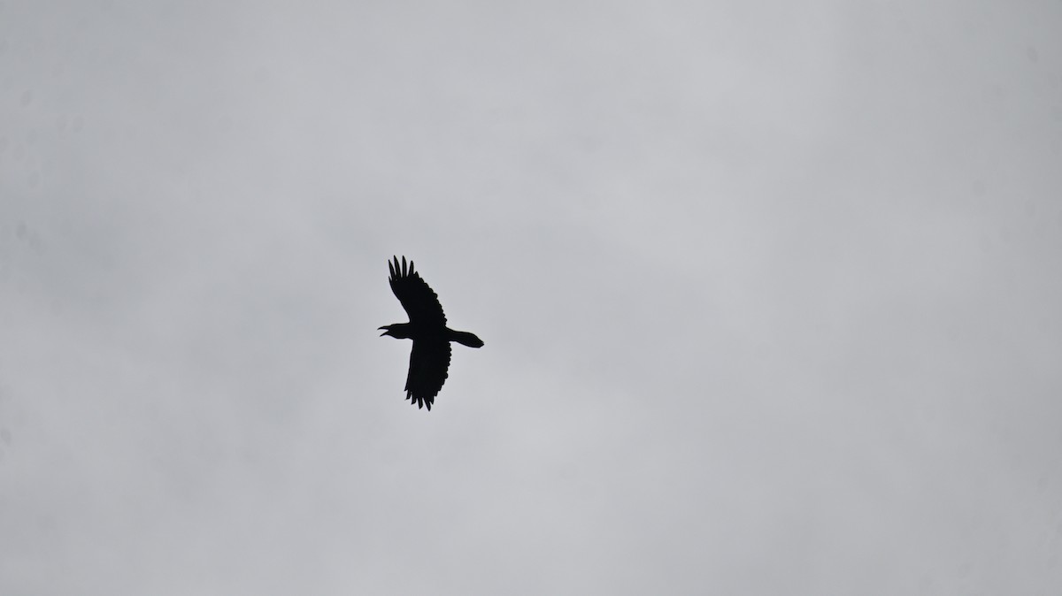 Common Raven - ML626707239