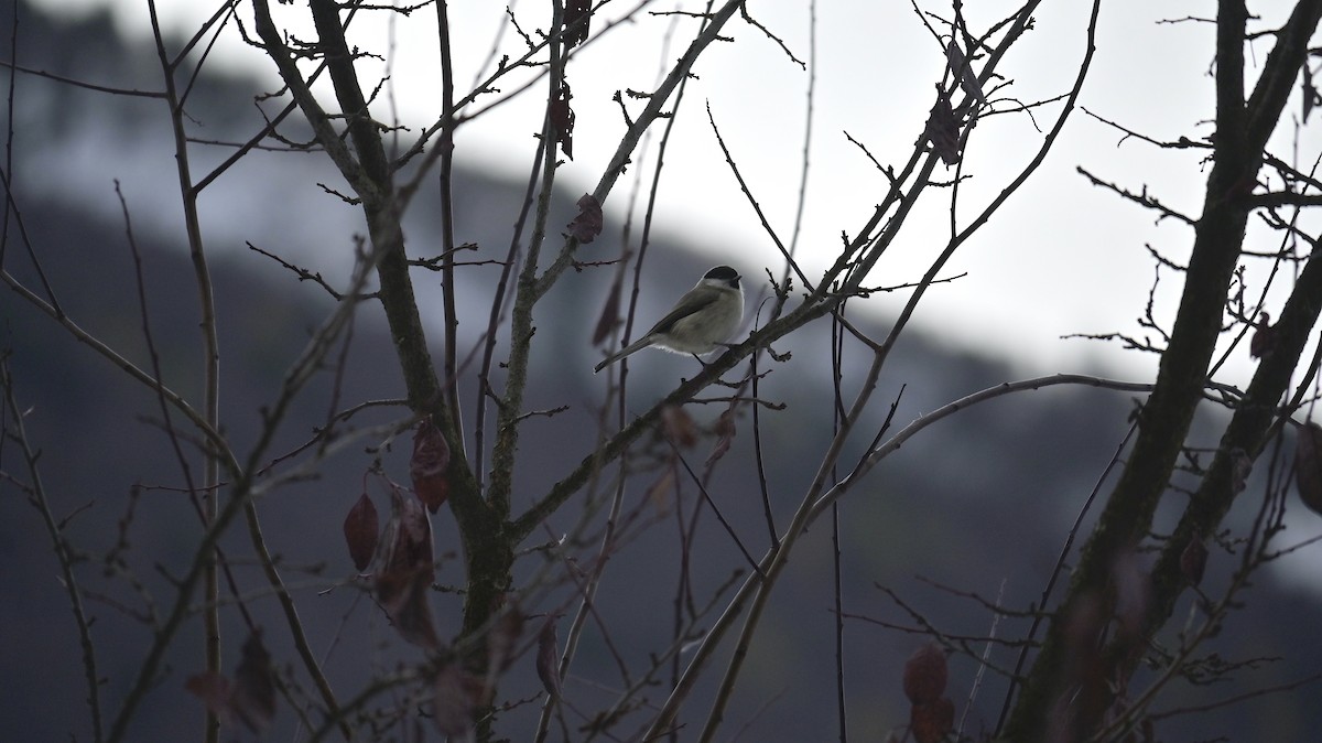 Marsh Tit - ML626707259