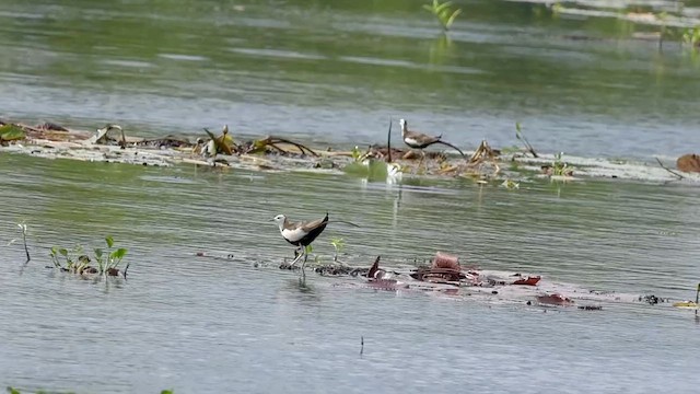 Pheasant-tailed Jacana - ML626707267