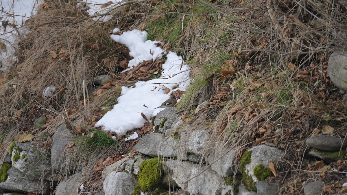 Common Chaffinch - ML626707277