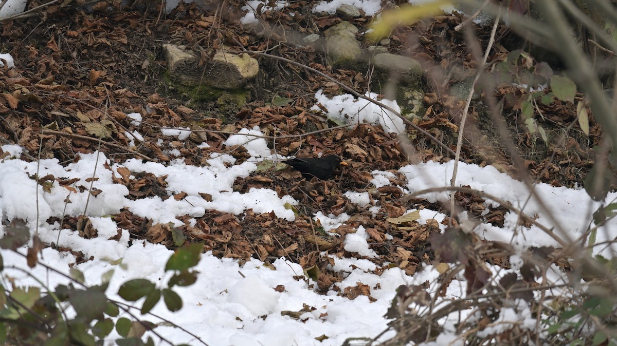 Eurasian Blackbird - ML626707281